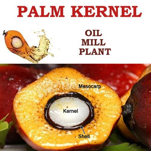 palm kernel oil producing